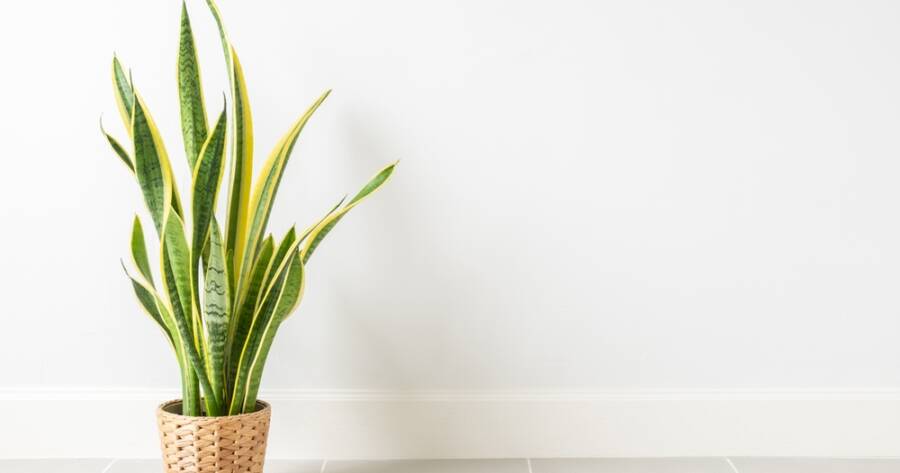 The Best Indoor Plants for Cleaner Air
