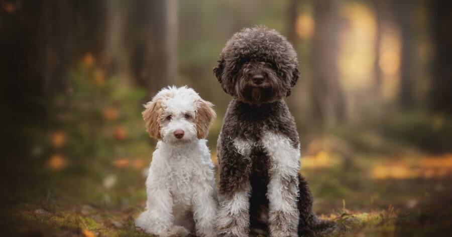 Lagotto Romagnolo Puppies: Breed Facts and Care
